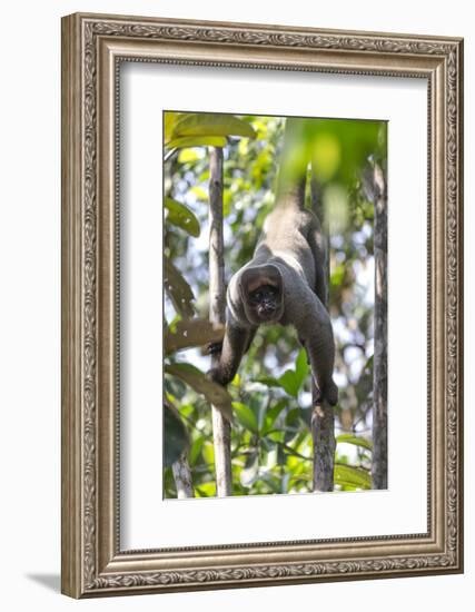 Brazil, Amazon, Manaus, Common woolly monkey hanging from the trees using its tail.-Ellen Goff-Framed Photographic Print