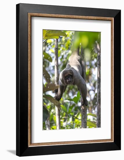 Brazil, Amazon, Manaus, Common woolly monkey hanging from the trees using its tail.-Ellen Goff-Framed Photographic Print