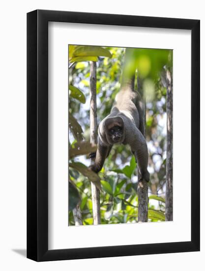 Brazil, Amazon, Manaus, Common woolly monkey hanging from the trees using its tail.-Ellen Goff-Framed Photographic Print