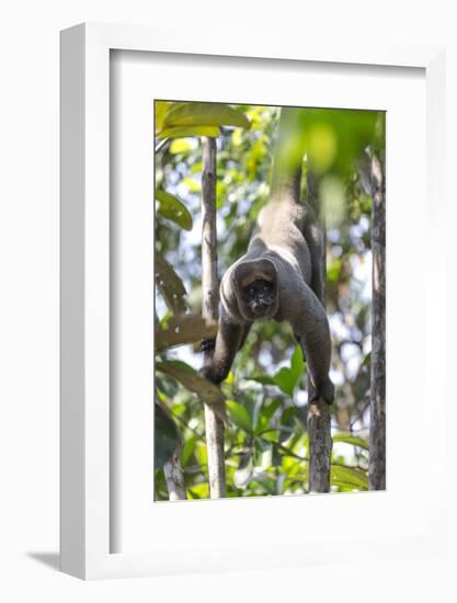 Brazil, Amazon, Manaus, Common woolly monkey hanging from the trees using its tail.-Ellen Goff-Framed Photographic Print