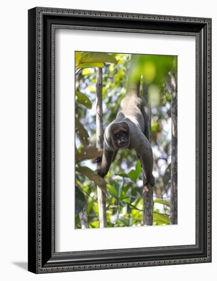 Brazil, Amazon, Manaus, Common woolly monkey hanging from the trees using its tail.-Ellen Goff-Framed Photographic Print