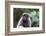 Brazil, Amazon, Manaus, Common woolly monkey portrait.-Ellen Goff-Framed Photographic Print