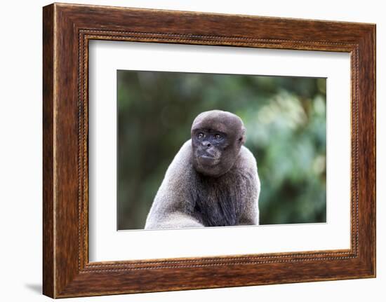 Brazil, Amazon, Manaus, Common woolly monkey portrait.-Ellen Goff-Framed Photographic Print