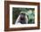 Brazil, Amazon, Manaus, Common woolly monkey portrait.-Ellen Goff-Framed Photographic Print