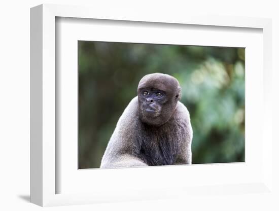 Brazil, Amazon, Manaus, Common woolly monkey portrait.-Ellen Goff-Framed Photographic Print