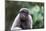 Brazil, Amazon, Manaus, Common woolly monkey portrait.-Ellen Goff-Mounted Photographic Print