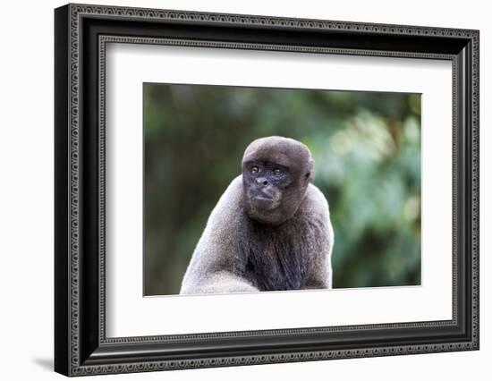 Brazil, Amazon, Manaus, Common woolly monkey portrait.-Ellen Goff-Framed Photographic Print
