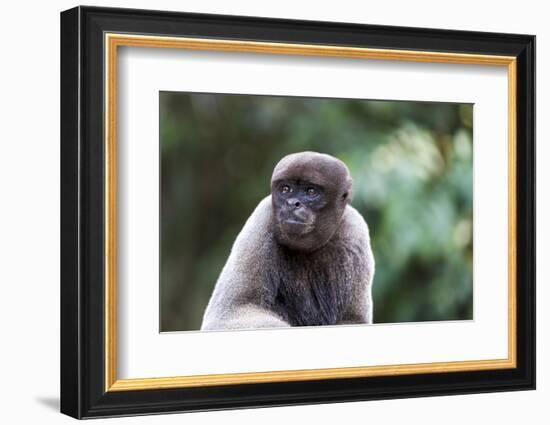 Brazil, Amazon, Manaus, Common woolly monkey portrait.-Ellen Goff-Framed Photographic Print