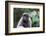 Brazil, Amazon, Manaus, Common woolly monkey portrait.-Ellen Goff-Framed Photographic Print