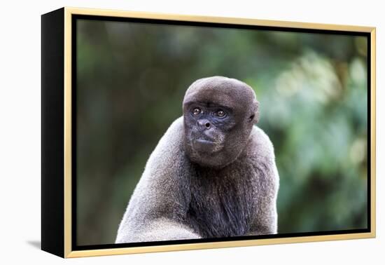 Brazil, Amazon, Manaus, Common woolly monkey portrait.-Ellen Goff-Framed Premier Image Canvas