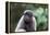 Brazil, Amazon, Manaus, Common woolly monkey portrait.-Ellen Goff-Framed Premier Image Canvas