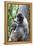 Brazil, Amazon, Manaus. Female common woolly monkey with baby.-Ellen Goff-Framed Premier Image Canvas