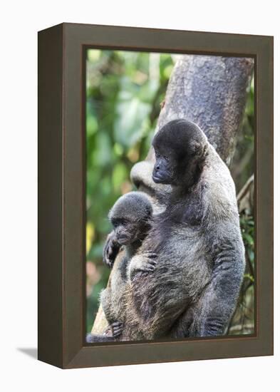 Brazil, Amazon, Manaus. Female common woolly monkey with baby.-Ellen Goff-Framed Premier Image Canvas