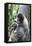 Brazil, Amazon, Manaus. Female common woolly monkey with baby.-Ellen Goff-Framed Premier Image Canvas