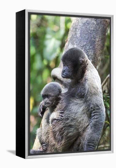 Brazil, Amazon, Manaus. Female common woolly monkey with baby.-Ellen Goff-Framed Premier Image Canvas