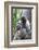 Brazil, Amazon, Manaus. Female common woolly monkey with baby.-Ellen Goff-Framed Photographic Print