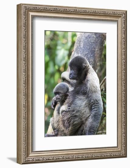 Brazil, Amazon, Manaus. Female common woolly monkey with baby.-Ellen Goff-Framed Photographic Print
