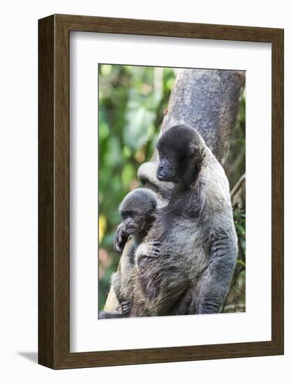 Brazil, Amazon, Manaus. Female common woolly monkey with baby.-Ellen Goff-Framed Photographic Print