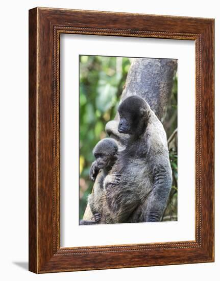 Brazil, Amazon, Manaus. Female common woolly monkey with baby.-Ellen Goff-Framed Photographic Print