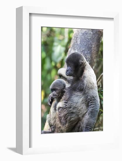 Brazil, Amazon, Manaus. Female common woolly monkey with baby.-Ellen Goff-Framed Photographic Print