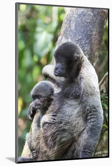 Brazil, Amazon, Manaus. Female common woolly monkey with baby.-Ellen Goff-Mounted Photographic Print