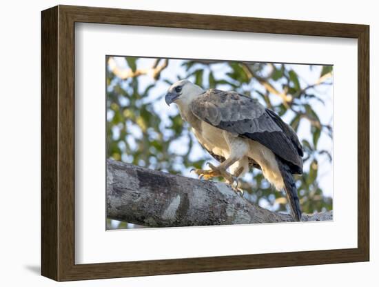 Brazil, Amazon, Manaus, Juvenile harpy eagle in its nesting tree.-Ellen Goff-Framed Photographic Print