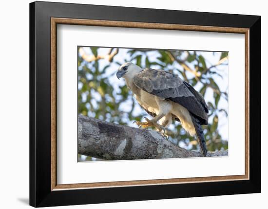 Brazil, Amazon, Manaus, Juvenile harpy eagle in its nesting tree.-Ellen Goff-Framed Photographic Print