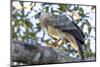 Brazil, Amazon, Manaus, Juvenile harpy eagle in its nesting tree.-Ellen Goff-Mounted Photographic Print