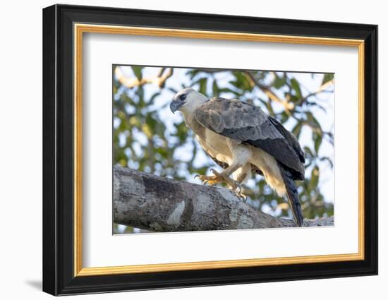 Brazil, Amazon, Manaus, Juvenile harpy eagle in its nesting tree.-Ellen Goff-Framed Photographic Print