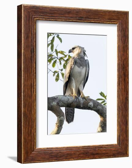Brazil, Amazon, Manaus, Juvenile harpy eagle returns to its nesting tree.-Ellen Goff-Framed Photographic Print