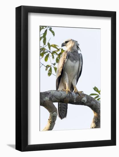 Brazil, Amazon, Manaus, Juvenile harpy eagle returns to its nesting tree.-Ellen Goff-Framed Photographic Print