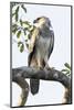 Brazil, Amazon, Manaus, Juvenile harpy eagle returns to its nesting tree.-Ellen Goff-Mounted Photographic Print