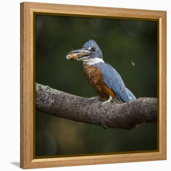 Brazil. An Amazon kingfisher with a small captured fish in the Pantanal.-Ralph H. Bendjebar-Framed Premier Image Canvas