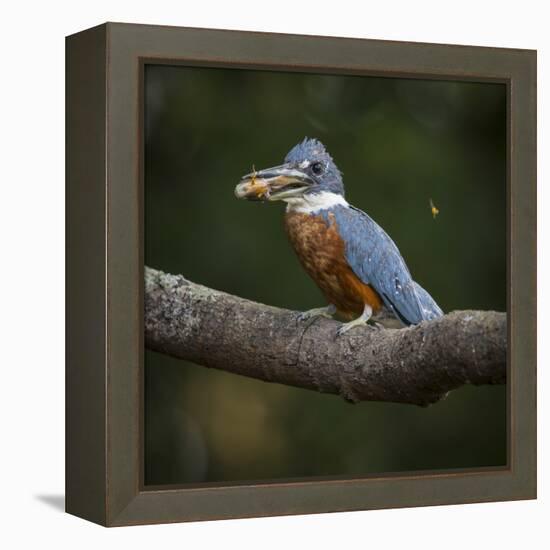 Brazil. An Amazon kingfisher with a small captured fish in the Pantanal.-Ralph H. Bendjebar-Framed Premier Image Canvas