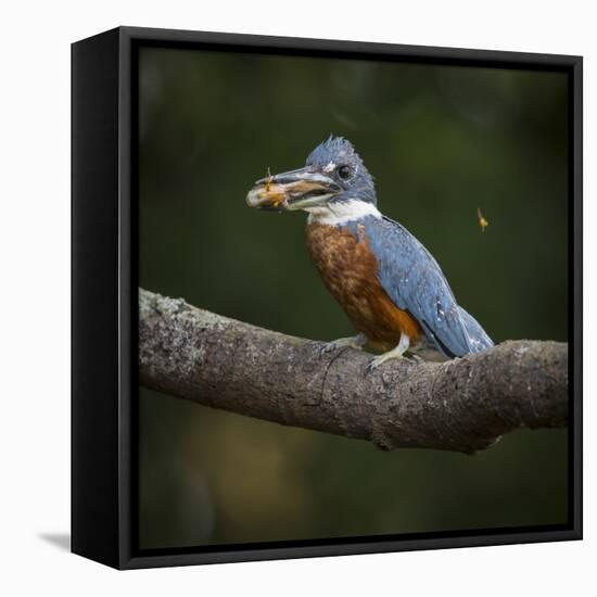 Brazil. An Amazon kingfisher with a small captured fish in the Pantanal.-Ralph H. Bendjebar-Framed Premier Image Canvas