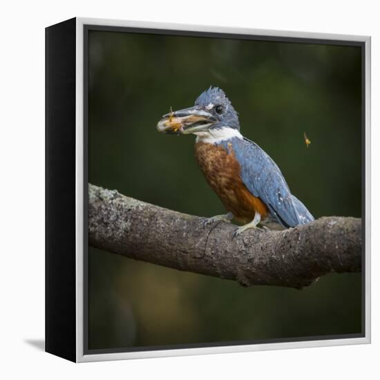 Brazil. An Amazon kingfisher with a small captured fish in the Pantanal.-Ralph H. Bendjebar-Framed Premier Image Canvas