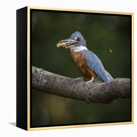 Brazil. An Amazon kingfisher with a small captured fish in the Pantanal.-Ralph H. Bendjebar-Framed Premier Image Canvas