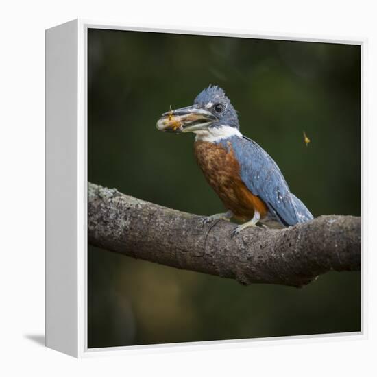 Brazil. An Amazon kingfisher with a small captured fish in the Pantanal.-Ralph H. Bendjebar-Framed Premier Image Canvas