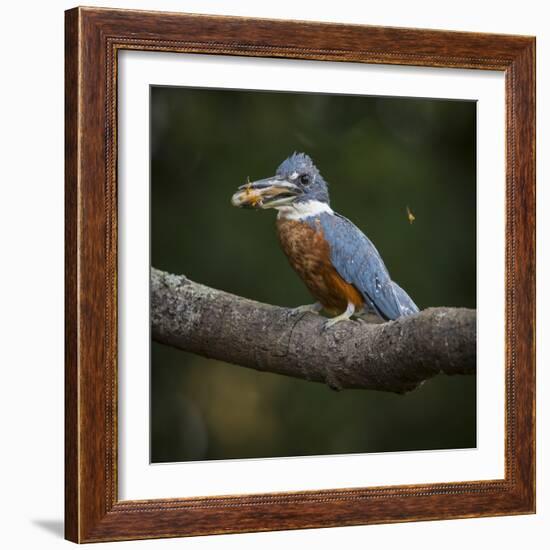 Brazil. An Amazon kingfisher with a small captured fish in the Pantanal.-Ralph H. Bendjebar-Framed Photographic Print
