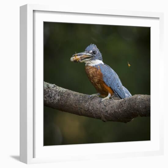 Brazil. An Amazon kingfisher with a small captured fish in the Pantanal.-Ralph H. Bendjebar-Framed Photographic Print