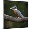 Brazil. An Amazon kingfisher with a small captured fish in the Pantanal.-Ralph H. Bendjebar-Mounted Photographic Print