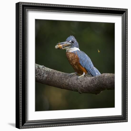 Brazil. An Amazon kingfisher with a small captured fish in the Pantanal.-Ralph H. Bendjebar-Framed Photographic Print