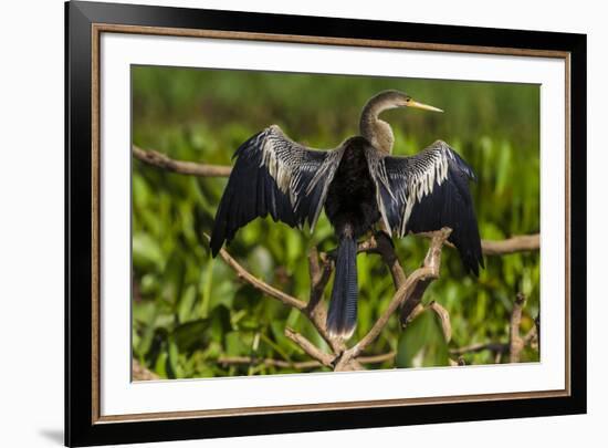 Brazil. An anhinga drying its wings in the sun, found in the Pantanal.-Ralph H. Bendjebar-Framed Premium Photographic Print