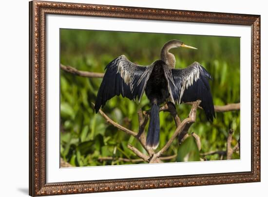 Brazil. An anhinga drying its wings in the sun, found in the Pantanal.-Ralph H. Bendjebar-Framed Premium Photographic Print