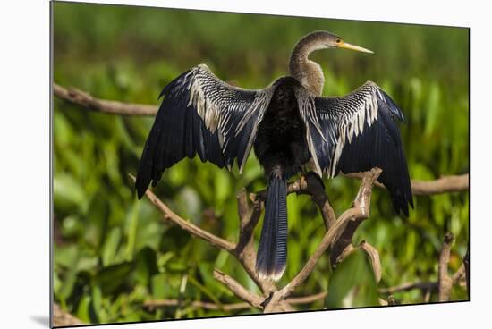 Brazil. An anhinga drying its wings in the sun, found in the Pantanal.-Ralph H. Bendjebar-Mounted Premium Photographic Print