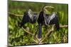 Brazil. An anhinga drying its wings in the sun, found in the Pantanal.-Ralph H. Bendjebar-Mounted Photographic Print