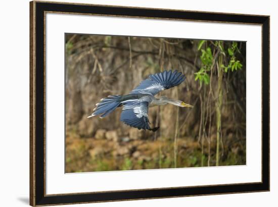 Brazil. An anhinga flying along a river bank in the Pantanal.-Ralph H. Bendjebar-Framed Premium Photographic Print