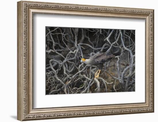 Brazil. Crested Caracara fishing along a river's edge in the Pantanal.-Ralph H. Bendjebar-Framed Photographic Print