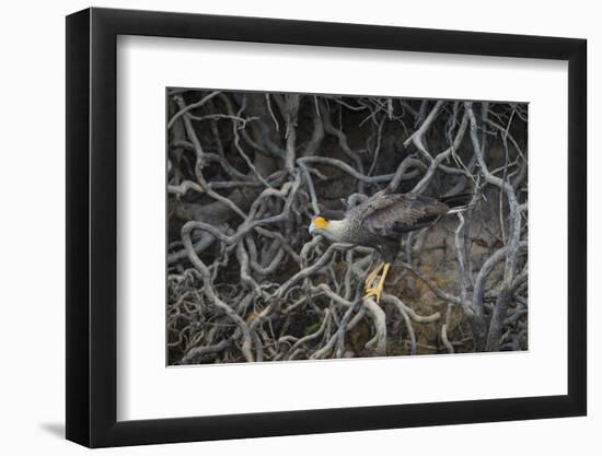 Brazil. Crested Caracara fishing along a river's edge in the Pantanal.-Ralph H. Bendjebar-Framed Photographic Print