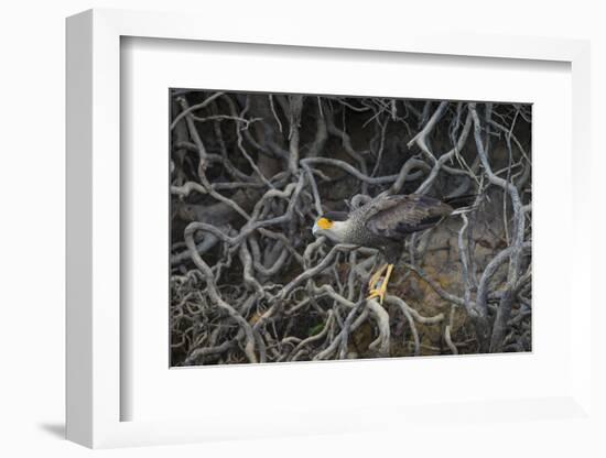 Brazil. Crested Caracara fishing along a river's edge in the Pantanal.-Ralph H. Bendjebar-Framed Photographic Print